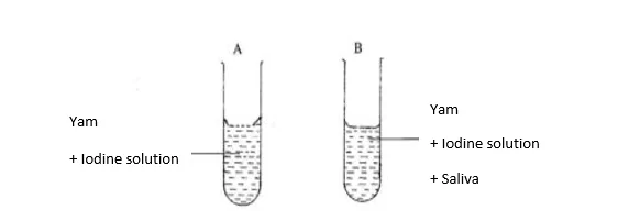 BECE INTEGRATED SCIENCE 2024 MOCK PRACTICAL COMPULSORY QUESTION